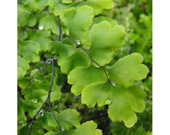 Adiantum capillus-veneris, capillaire de Montpellier
