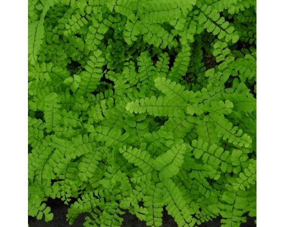 Adiantum pedatum