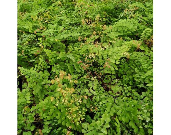 Adiantum venustum