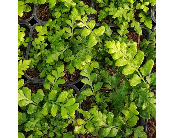 Asplenium marinum