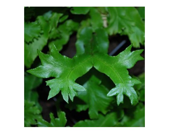 Asplenium scolopendrium 'Cristatum'