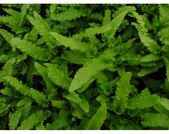 Asplenium scolopendrium 'Muricatum'