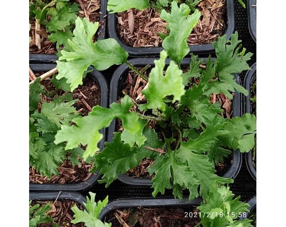 Asplenium scolopendrium 'Ramo-cristatum', godet de 8cm