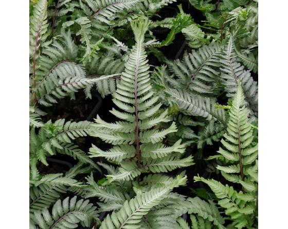 Athyrium niponicum, forme crêtée