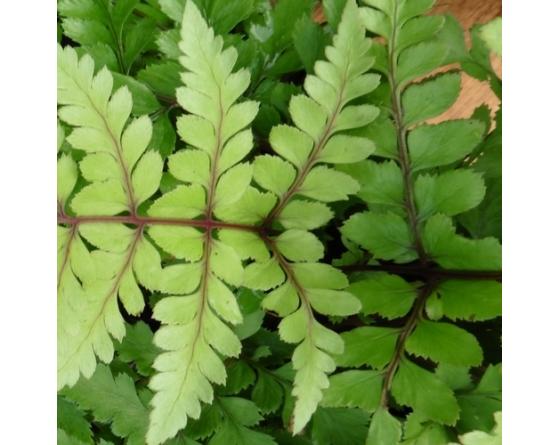 Athyrium otophorum var. okanum