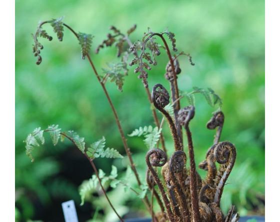Athyrium vidalii