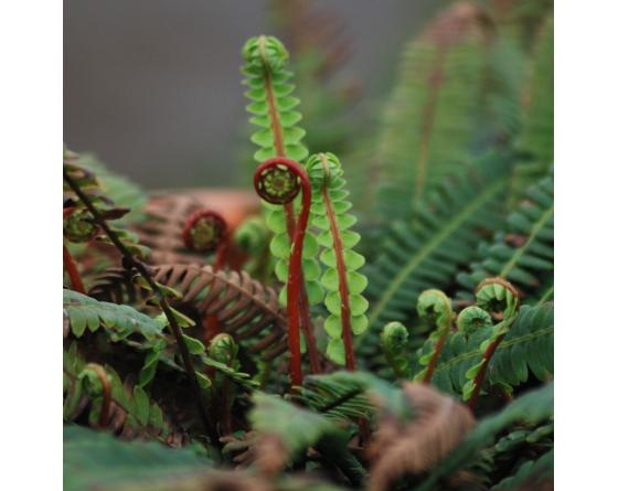 Blechnum spicant, Struthiopteris spicant