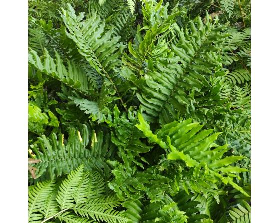 Blechnum cordatum