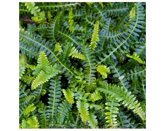 Blechnum penna-marina Austroblechnum penna-marina