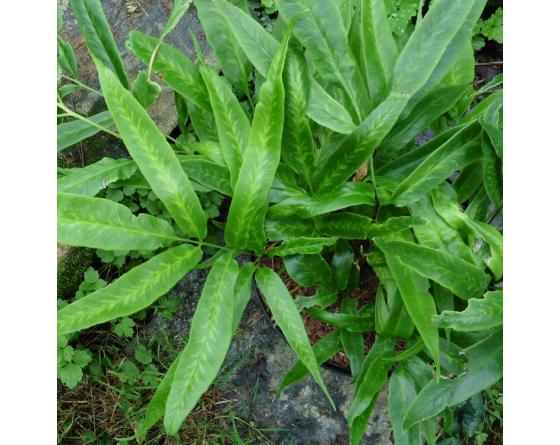 Coniogramme japonica 'flavomaculata'