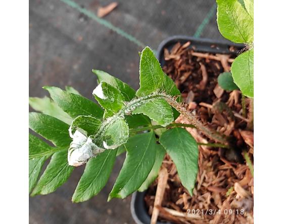 Cyrtomidictyum lepidocaulon