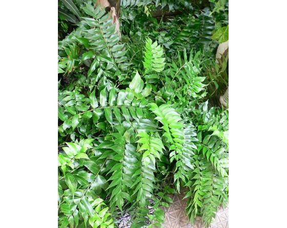 Cyrtomium falcatum