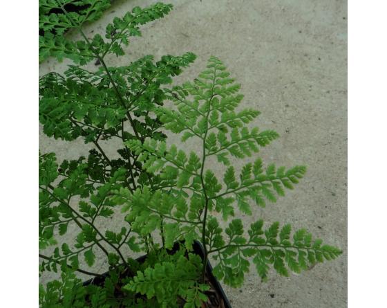 Cystopteris moupinensis