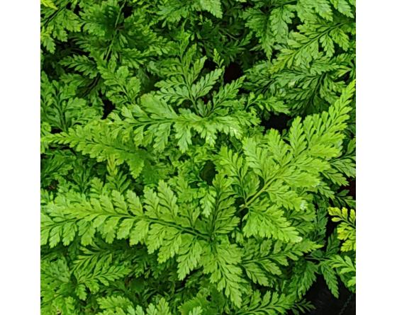 Davallia solida var. fejeensis