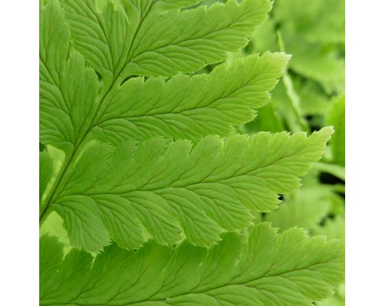 Dryopteris clintoniana
