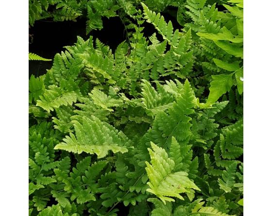 Dryopteris cristata