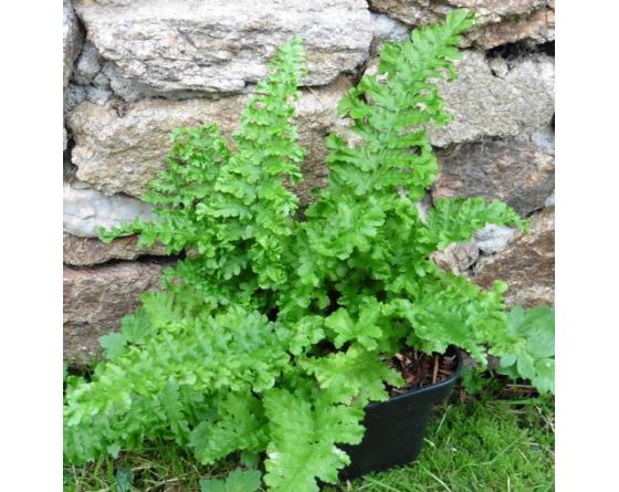 Dryopteris filix-mas 'Fluctuosa Cristata', Crispatissima Crispa