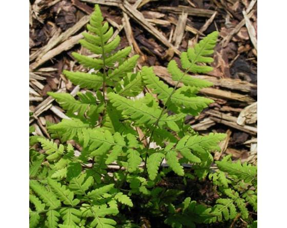 Gymnocarpium dryopteris