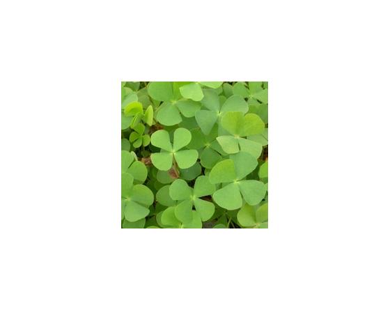 Marsilea quadrifolia water clover fern