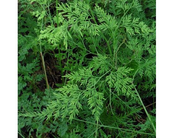 Onychium japonicum 'Sichuan Lace'