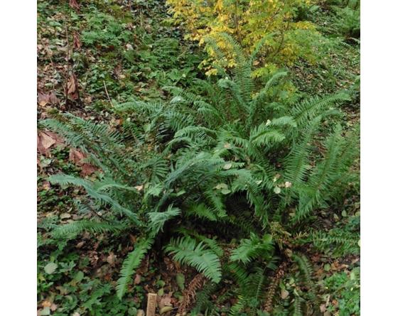 Polystichum munitum