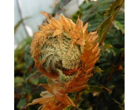 Polystichum neolobatum