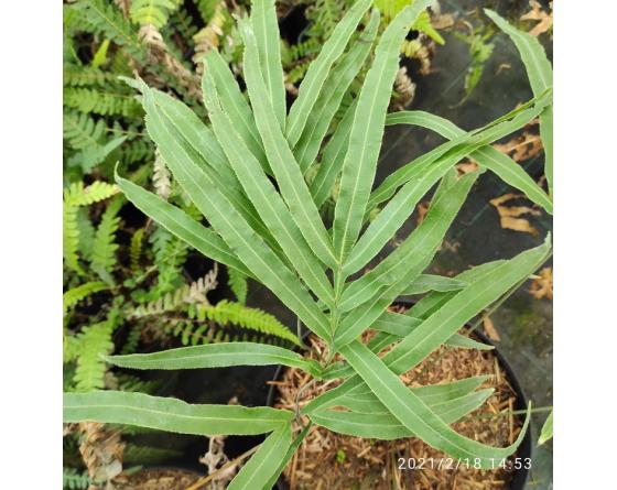 Pteris cretica