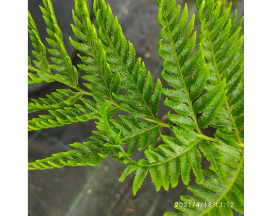 Pteris dentata