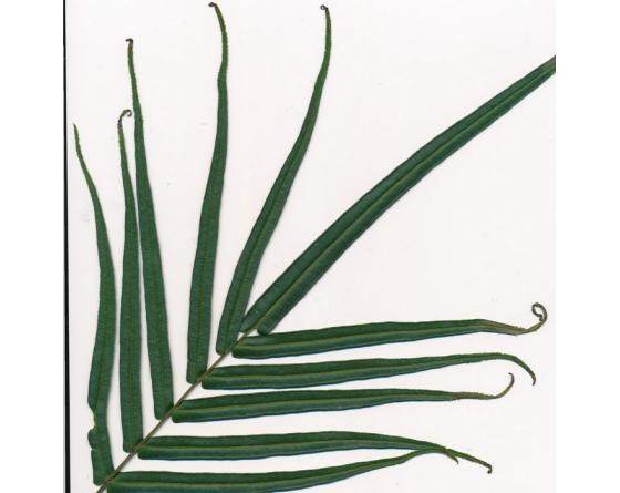 Pteris vittata