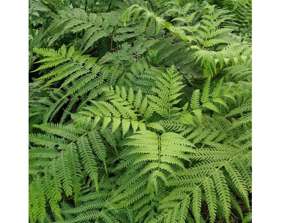 Pteris wallichiana
