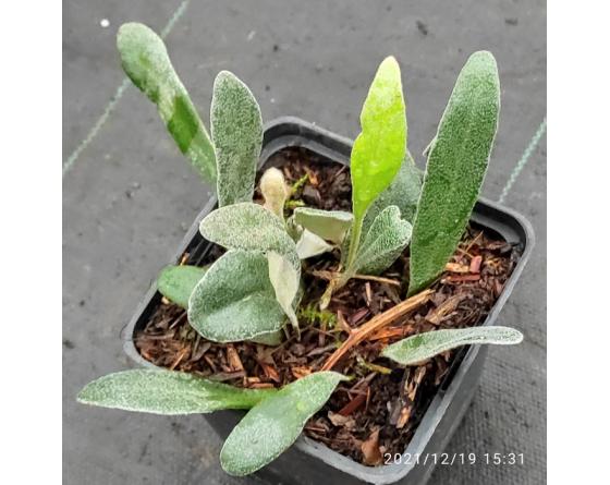 Pyrrosia eleagnifolia