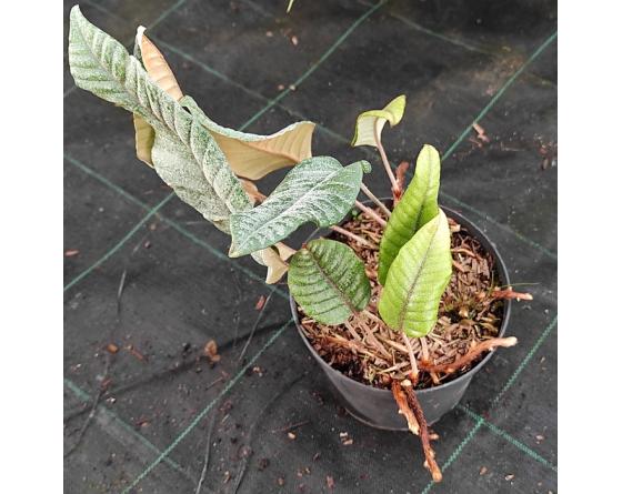 Pyrrosia heteractis