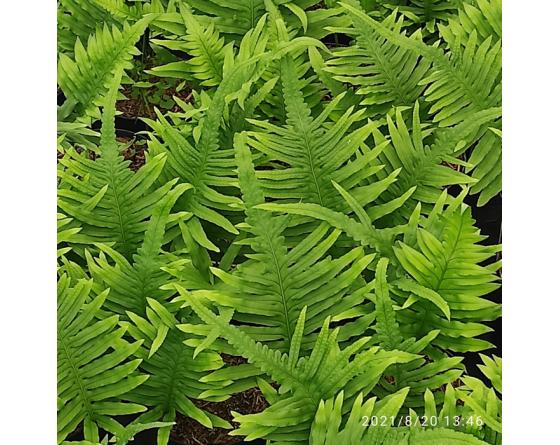 Polypodium cambricum 'Macrostachyon'