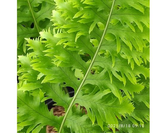 Polystichum cambricum 'Prestonii'