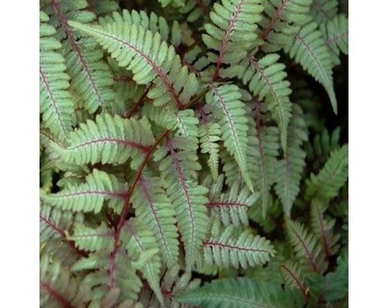 Athyrium niponicum var. pictum, Anisocampium