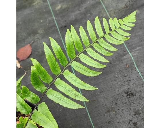 Allantodia wichurae, Diplazium wichurae