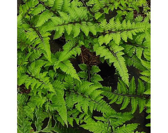Athyrium niponicum Anisocampium niponicum