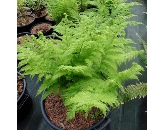Athyrium filix-femina 'Plumosum'