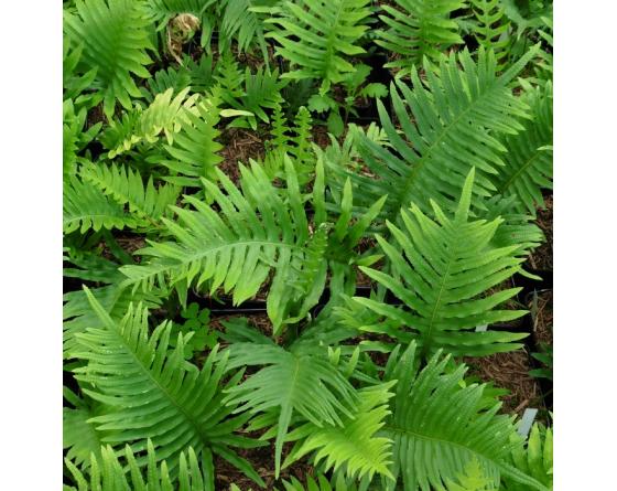 Polypodium cambricum