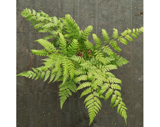 Allantodia hachijoensis