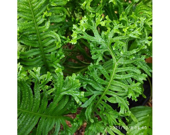 Polypodium cambricum 'Grandiceps Fox'