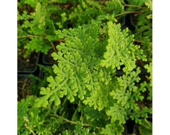 Selaginella involvens