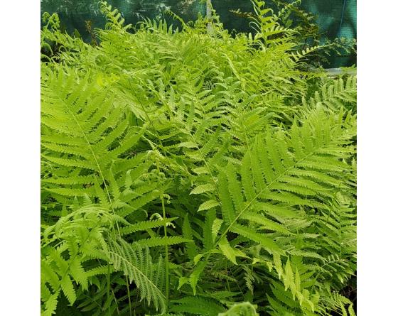 Thelypteris kunthii