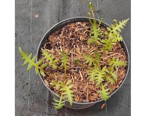 Woodwardia areolata