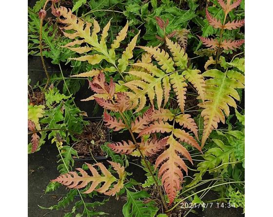 Woodwardia unigemmata Undulate Form