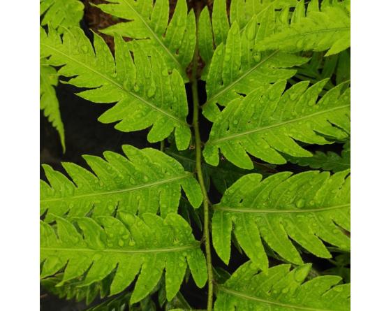 Woodwardia unigemmata green form