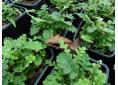 Asplenium ceterach
