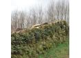 Asplenium ceterach