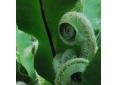 Asplenium scolopendrium