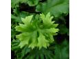 Asplenium scolopendrium 'Cristatum'